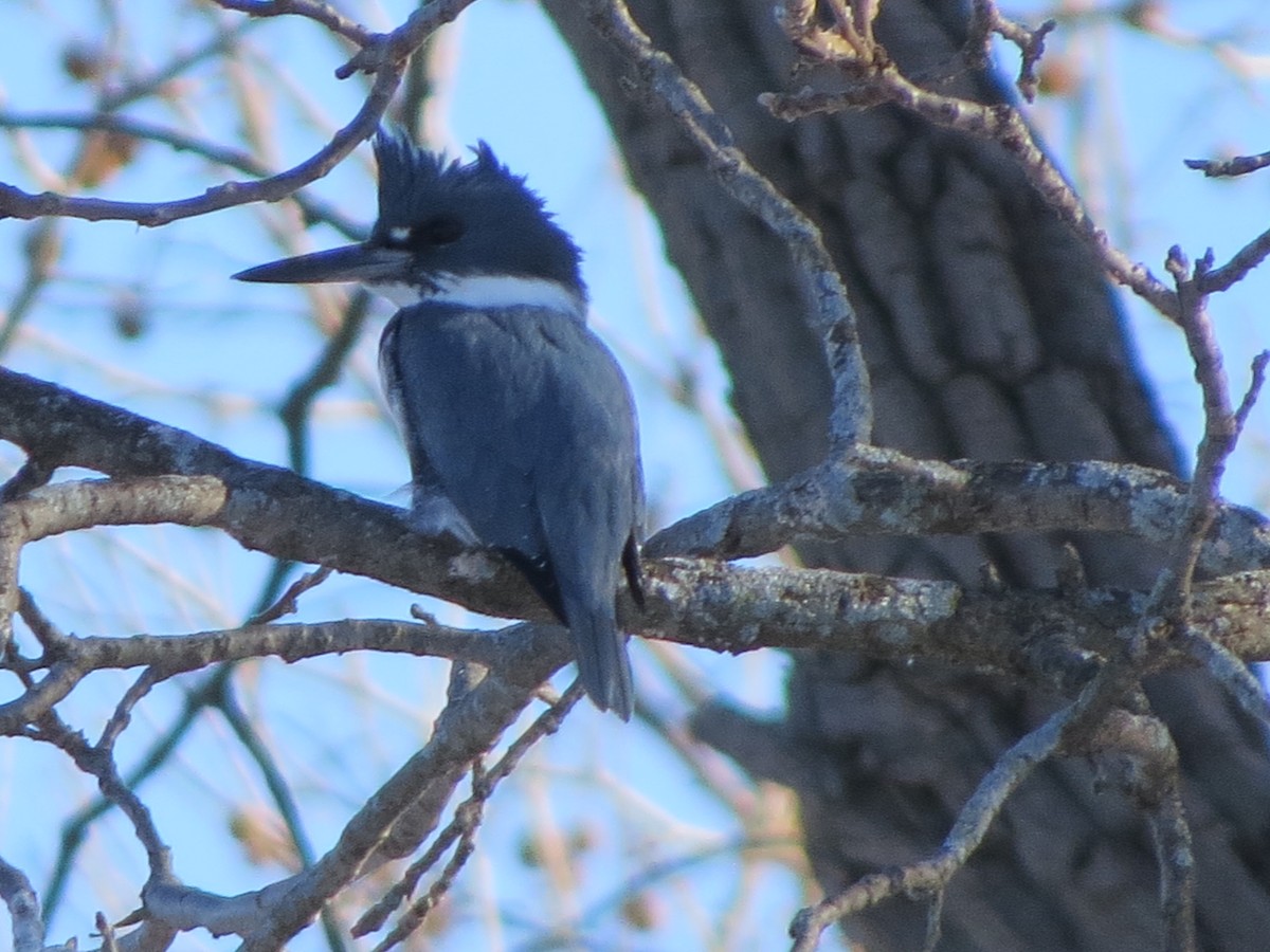 Belted Kingfisher - ML312098981