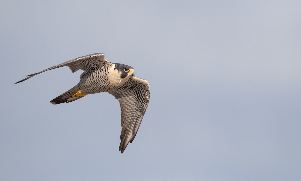 Peregrine Falcon - ML312100071