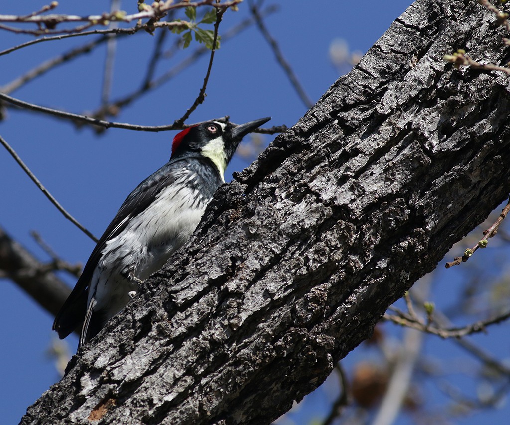 Acorn Woodpecker - ML312101671