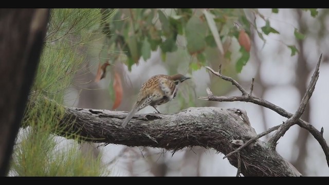 Spotted Quail-thrush - ML312102291