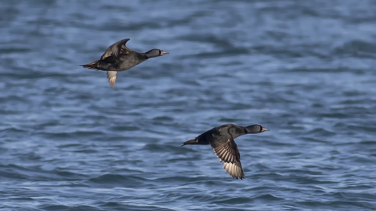 Common Scoter - ML312103501