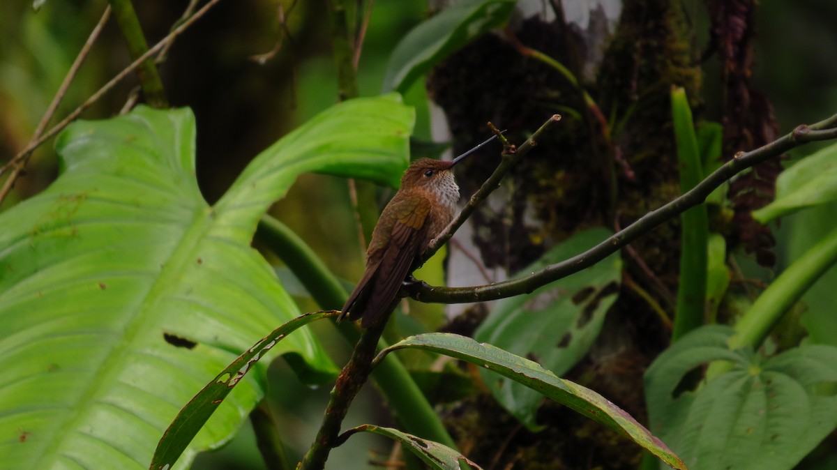 Bronzekolibri - ML31210551