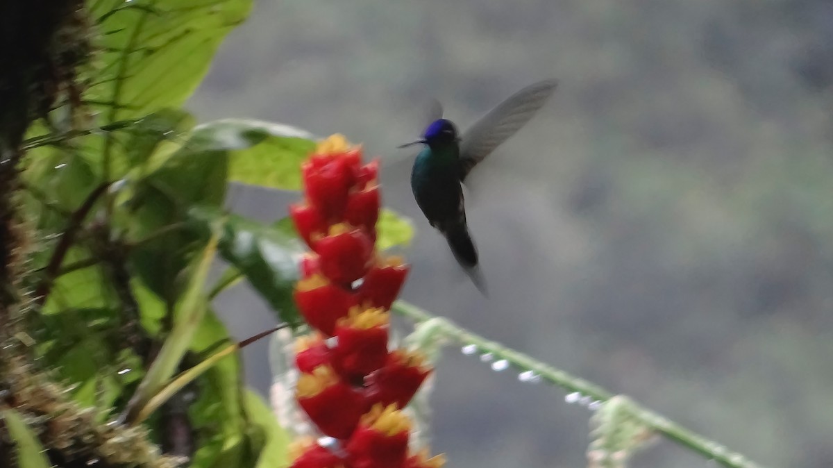 Violet-fronted Brilliant - Jorge Muñoz García   CAQUETA BIRDING