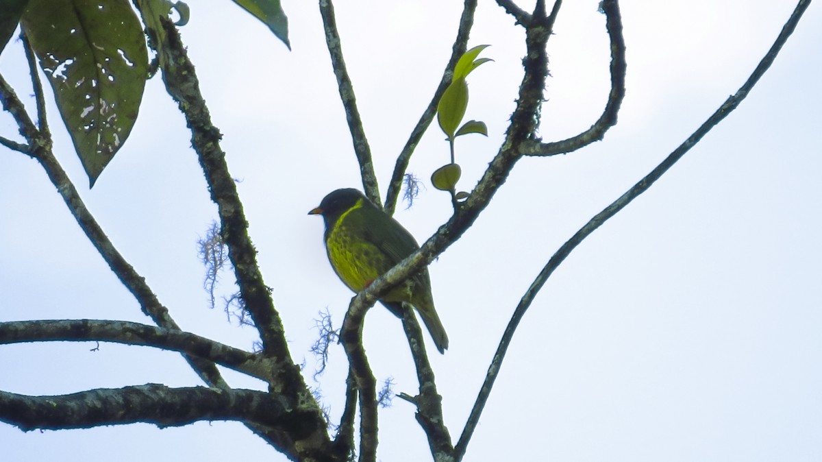 Green-and-black Fruiteater - Jorge Muñoz García   CAQUETA BIRDING