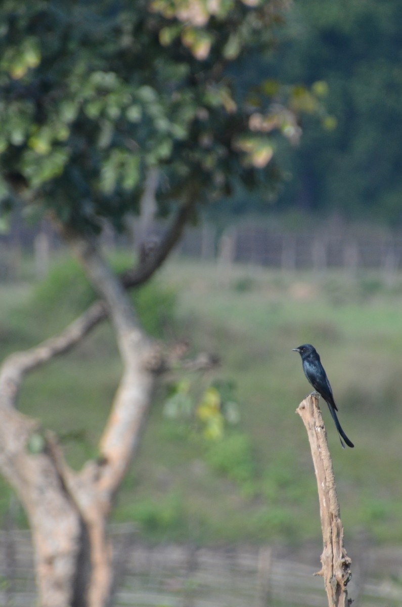 Drongo royal - ML312107031