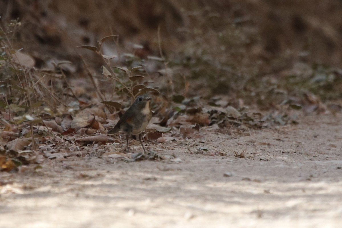 Red-flanked Bluetail - ML312107281