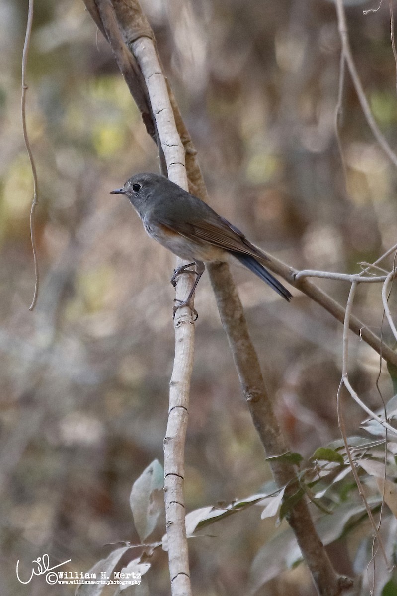 Red-flanked Bluetail - ML312107301