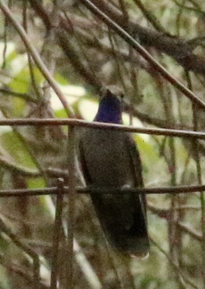 Colibri à gorge bleue - ML312107391