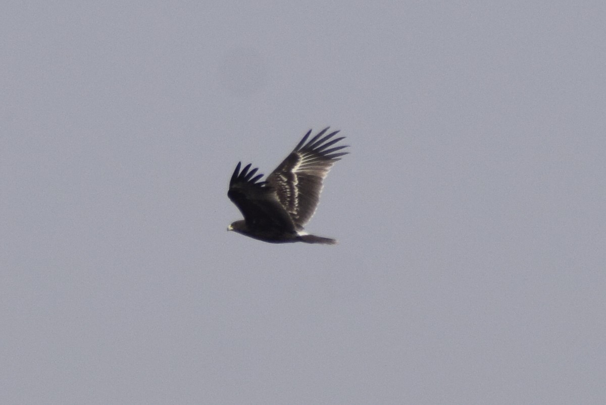 Greater Spotted Eagle - ML312108201