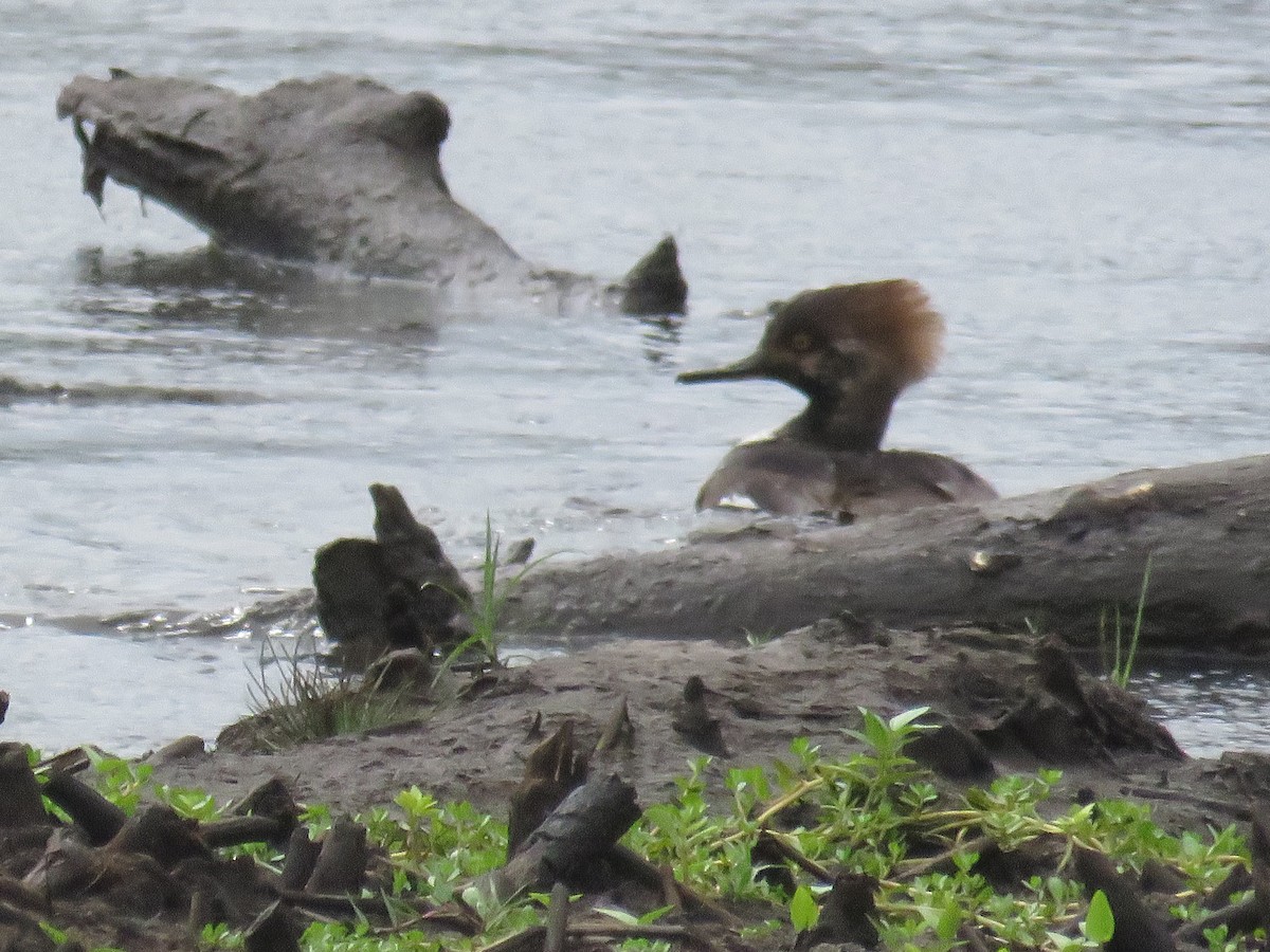 Hooded Merganser - Peggy Horton