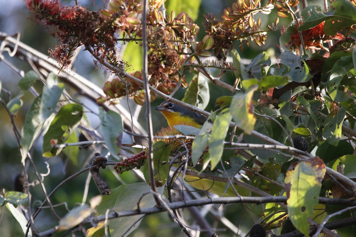 Yellow-breasted Chat - ML312109261