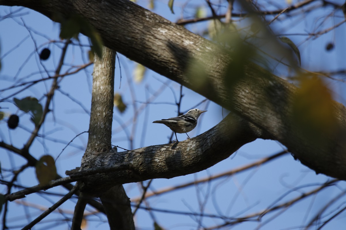 Black-and-white Warbler - ML312109401