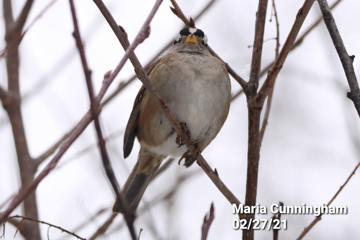 White-crowned Sparrow (pugetensis) - Maria Cunningham