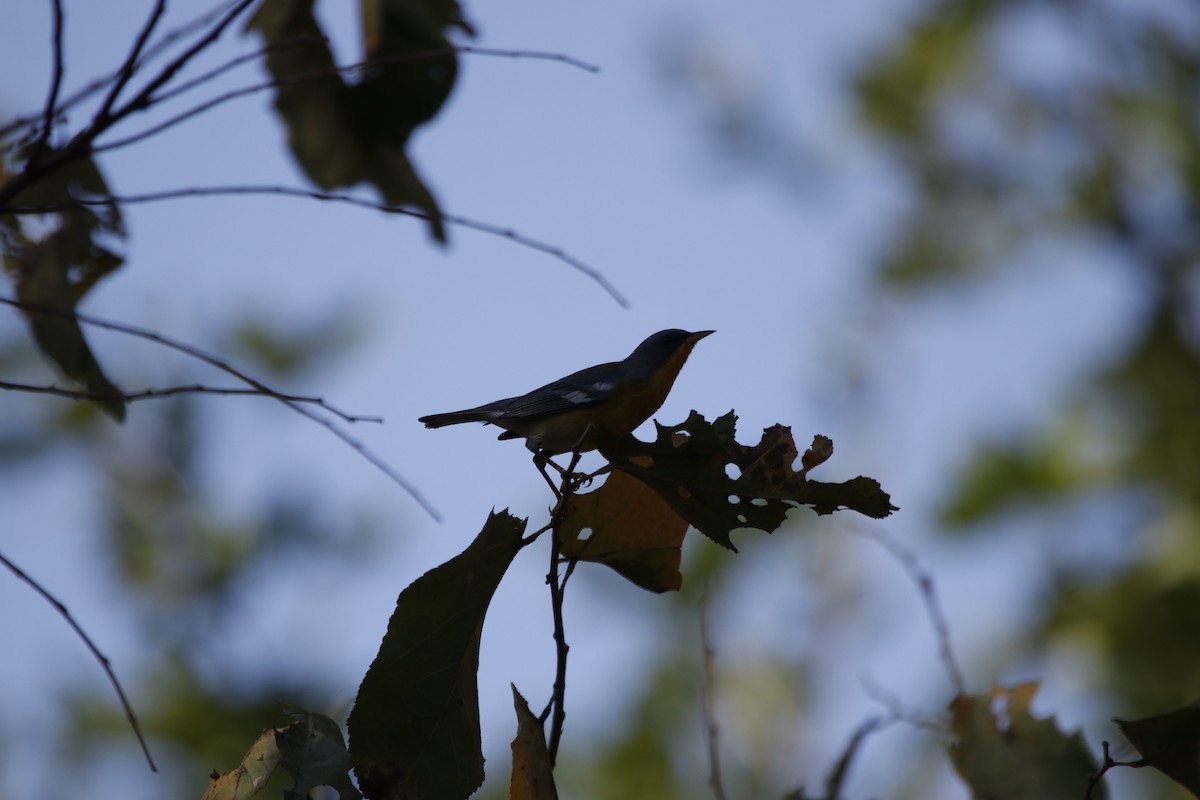 Tropical Parula - ML312109671