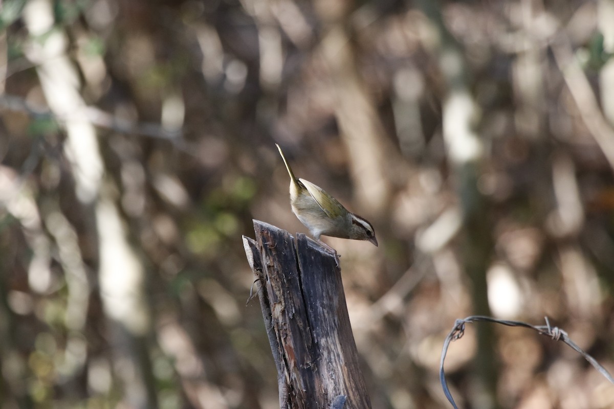 Olive Sparrow - ML312109911