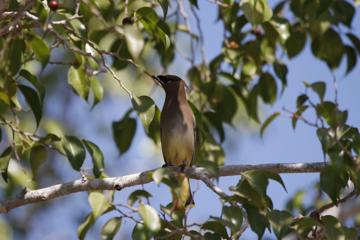 Cedar Waxwing - ML312109941