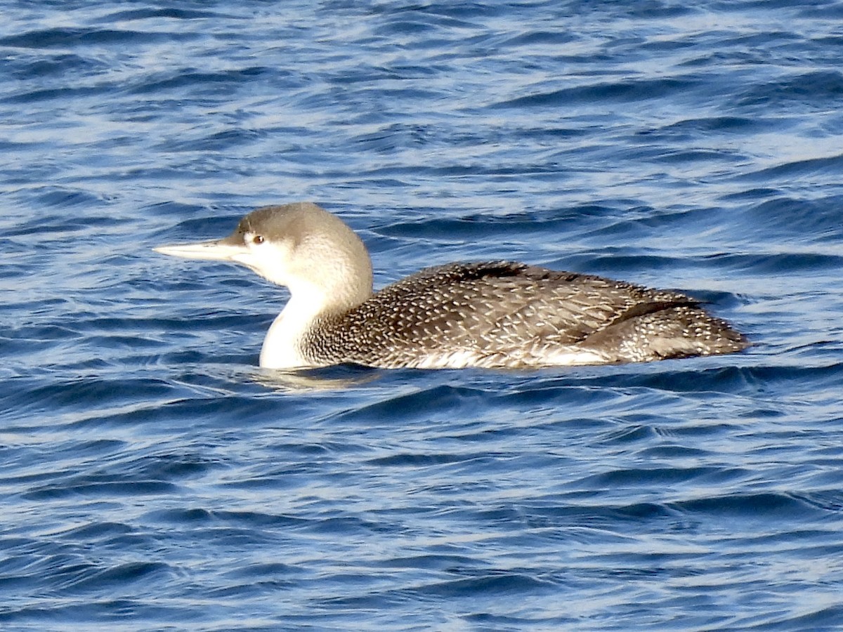 Red-throated Loon - ML312111091