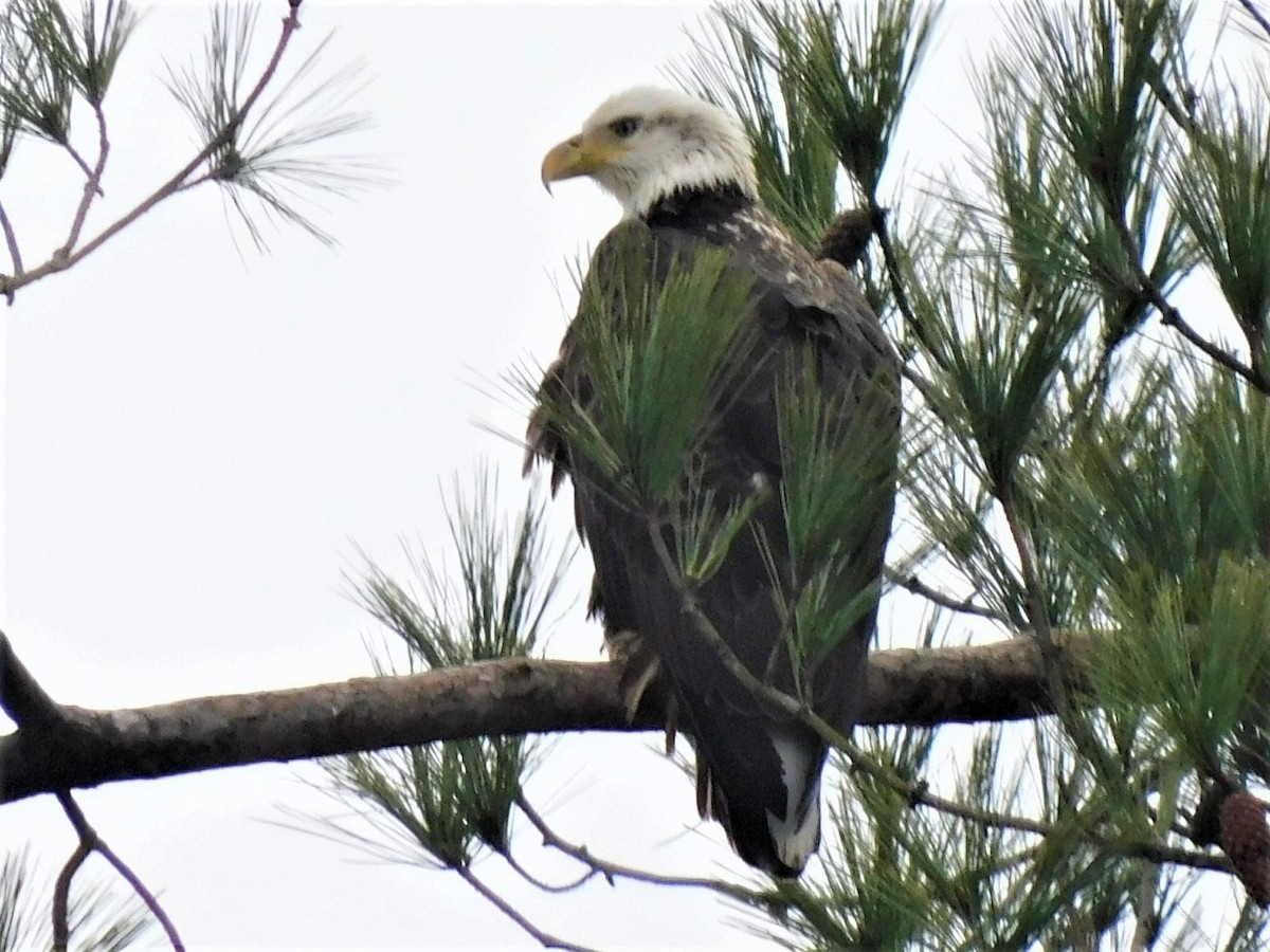 Bald Eagle - ML312111761