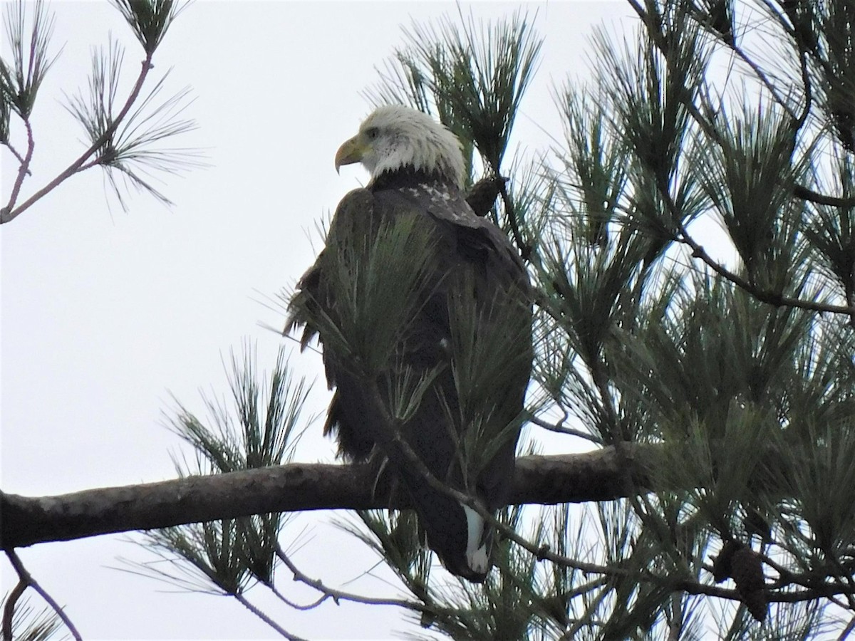 Bald Eagle - ML312111881