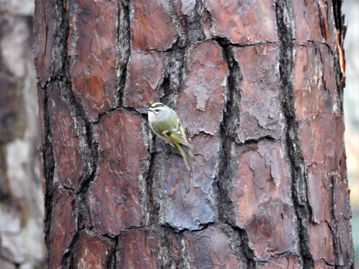 Golden-crowned Kinglet - ML312112051