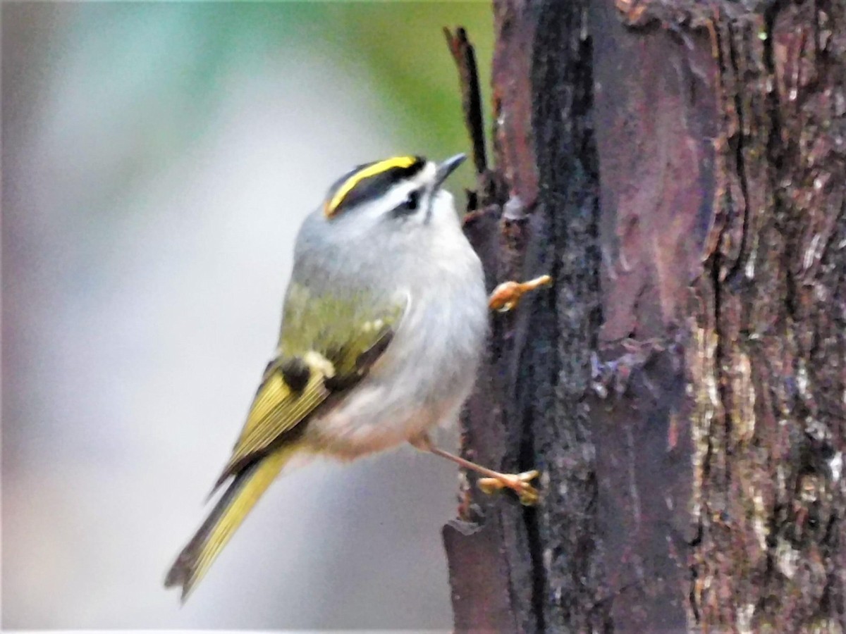 Golden-crowned Kinglet - ML312112071