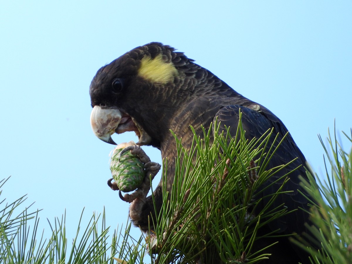 Yellow-tailed Black-Cockatoo - ML312115181