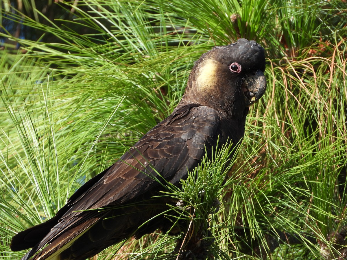 Yellow-tailed Black-Cockatoo - ML312115971