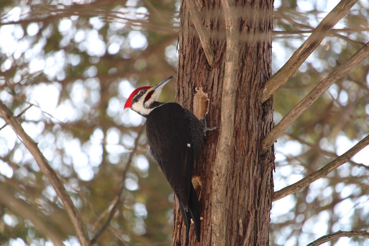 Pileated Woodpecker - Burke Korol