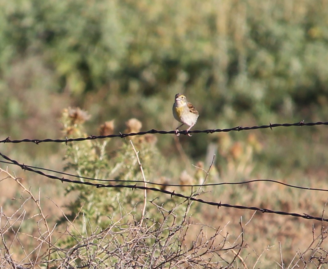 Dickcissel - Jessie  Brantwein