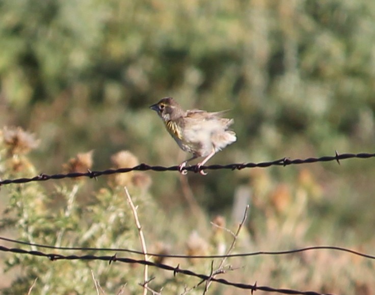 Dickcissel - ML31211961