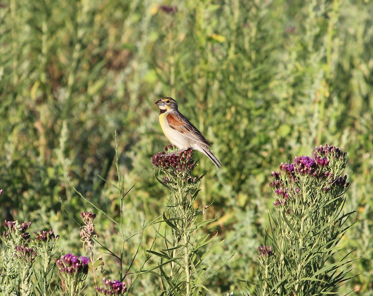 Dickcissel - ML31211981