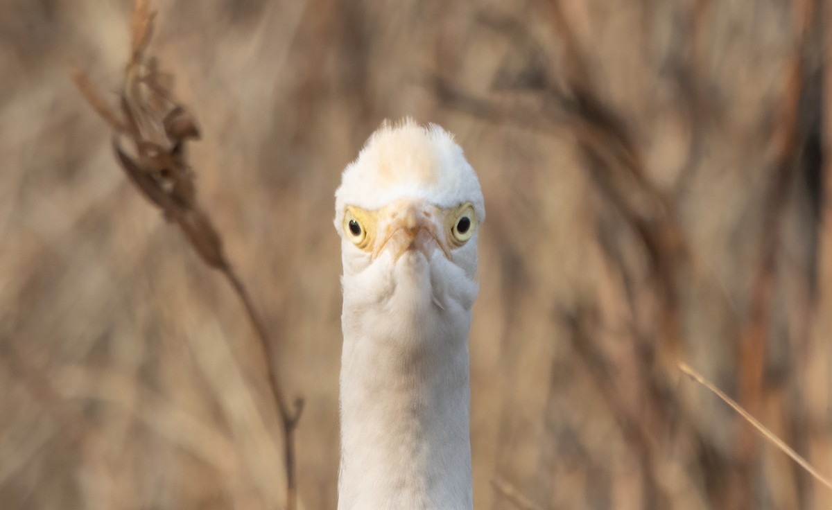 Eastern Cattle-Egret - Kalpesh Krishna