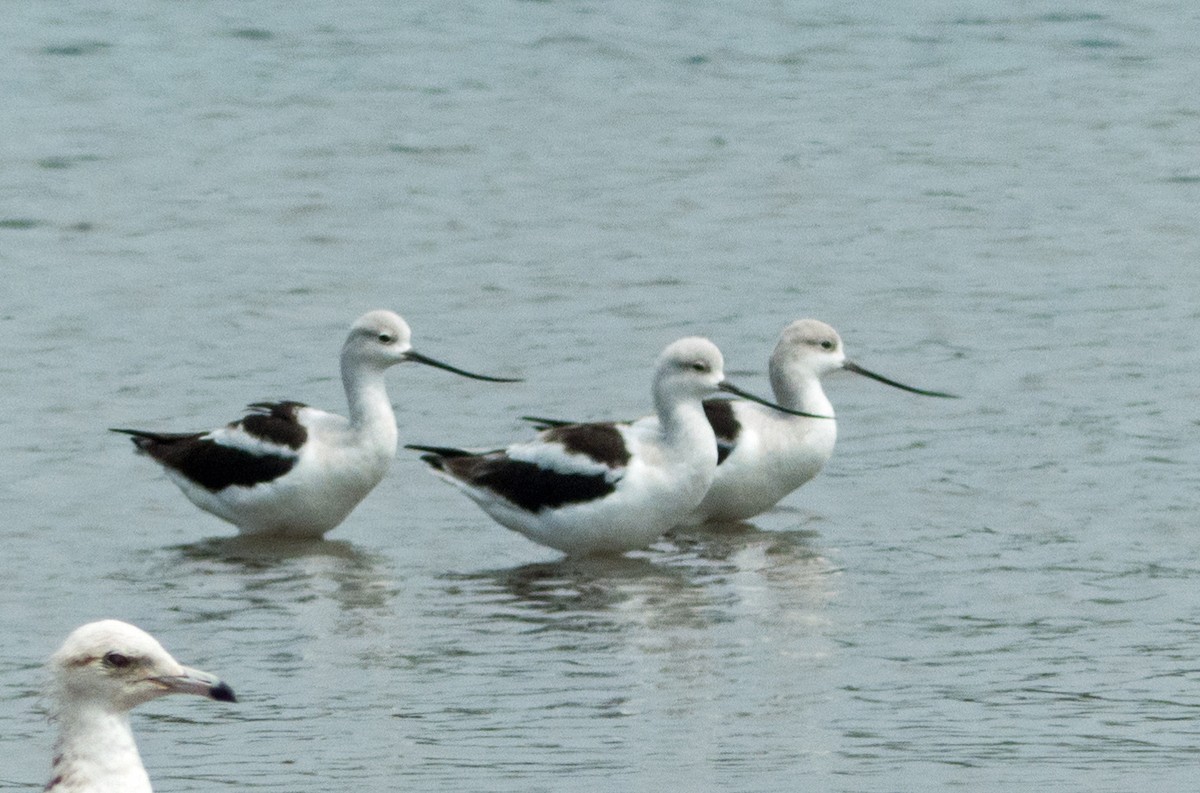 American Avocet - ML312121101