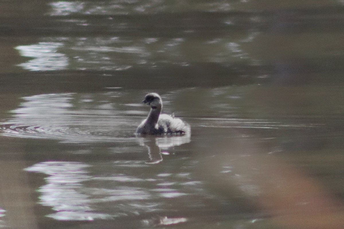 Pied-billed Grebe - ML312121471