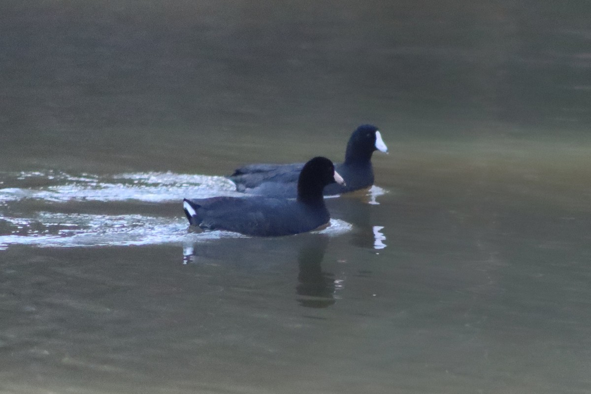 American Coot - ML312121581