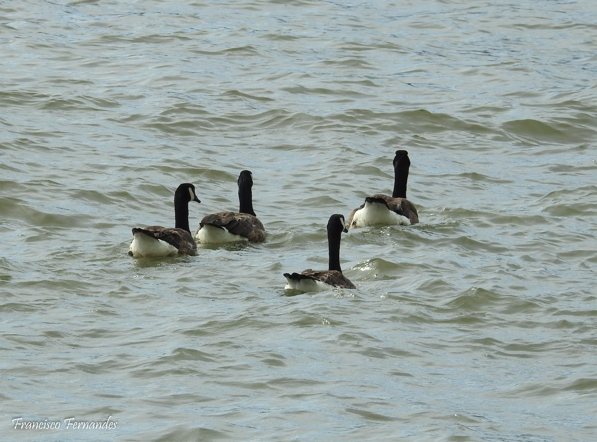 Canada Goose - ML31212311