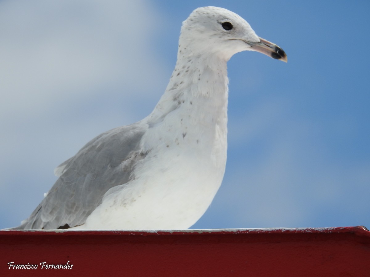 Ring-billed Gull - ML31212331