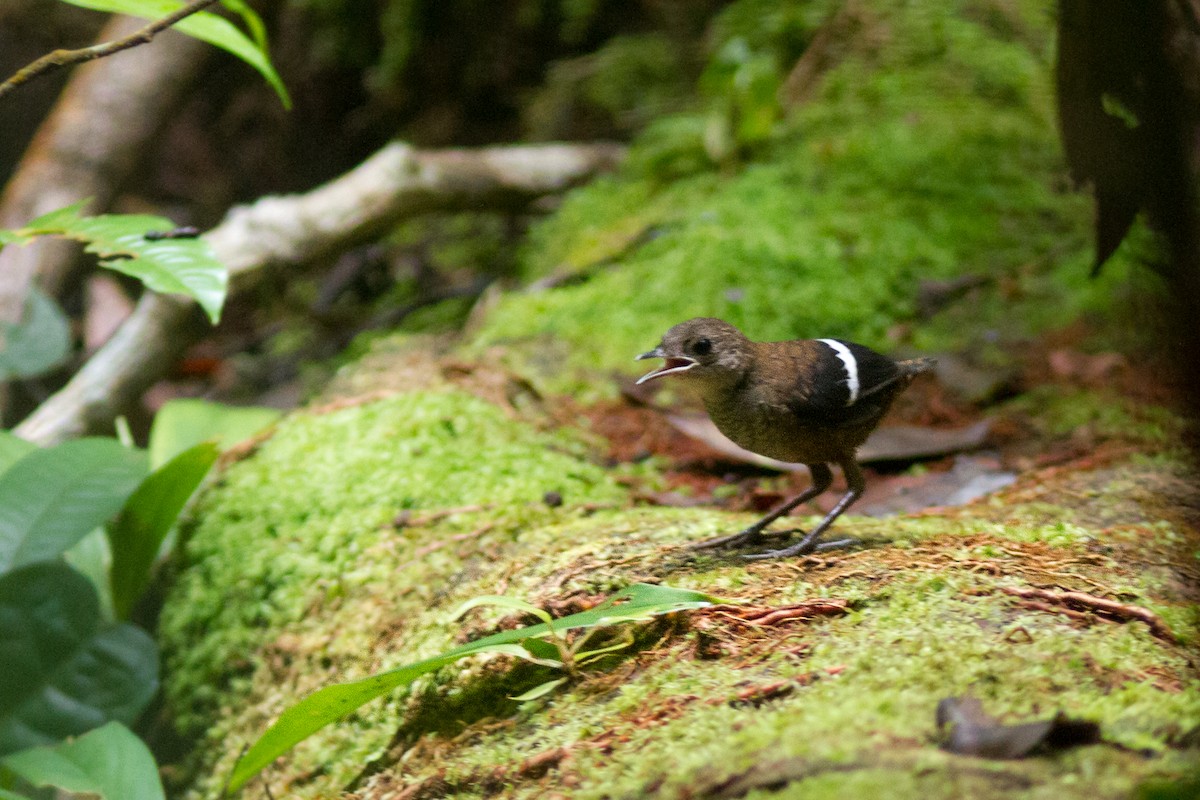 Wing-banded Wren - ML312124281