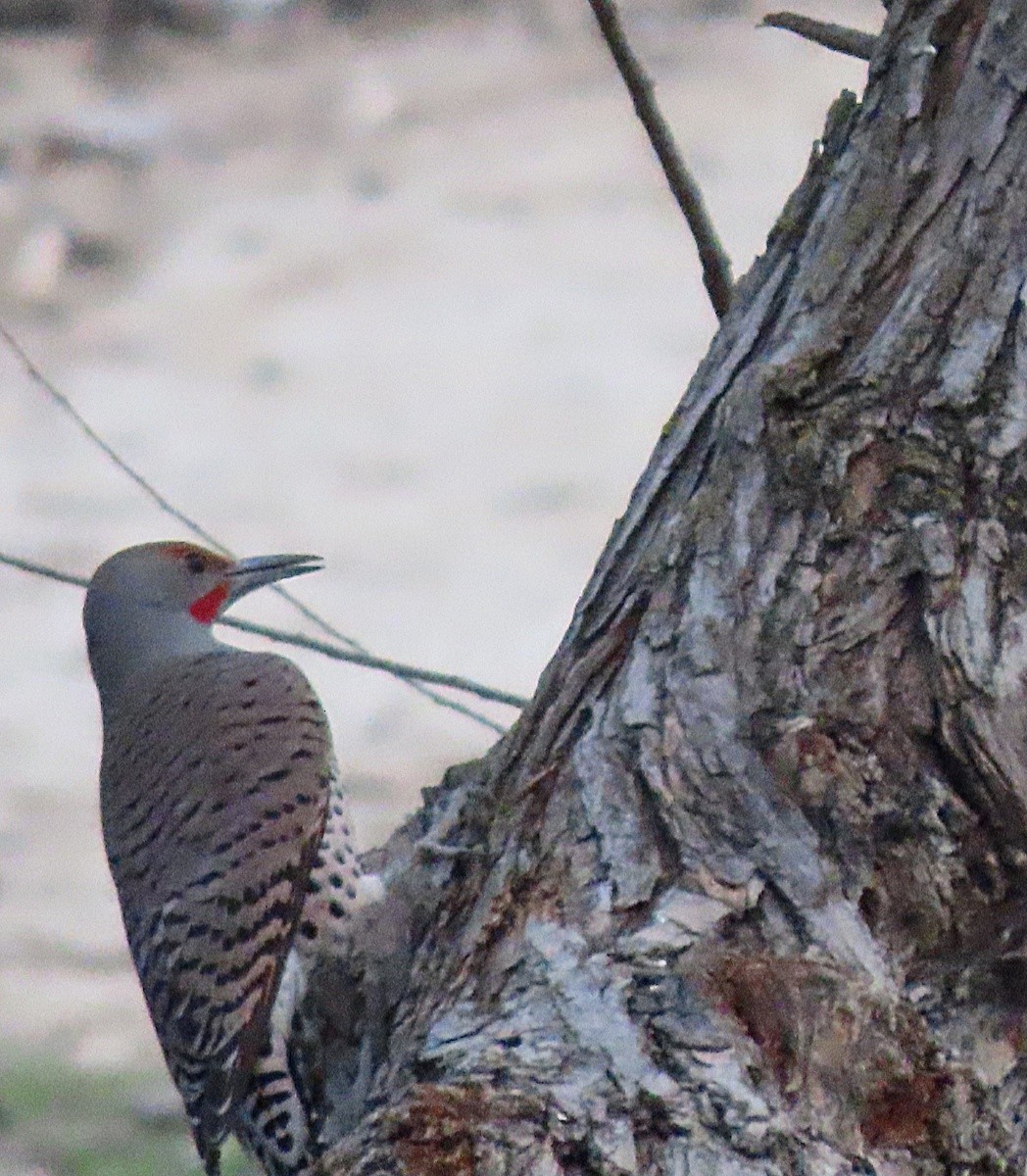 Northern Flicker - ML312124721