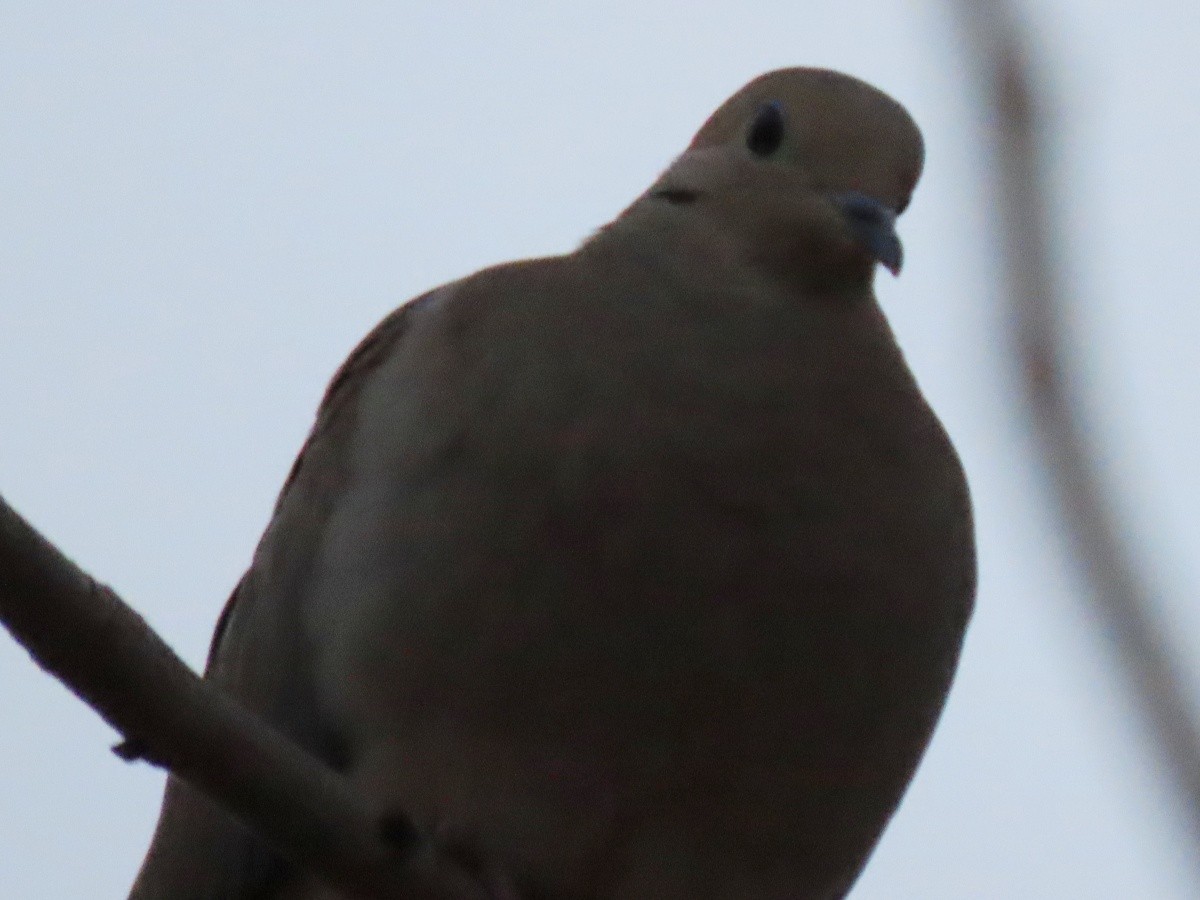 Eurasian Collared-Dove - ML312124851