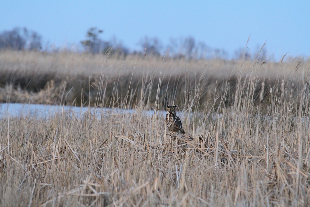 Great Horned Owl - ML312125941