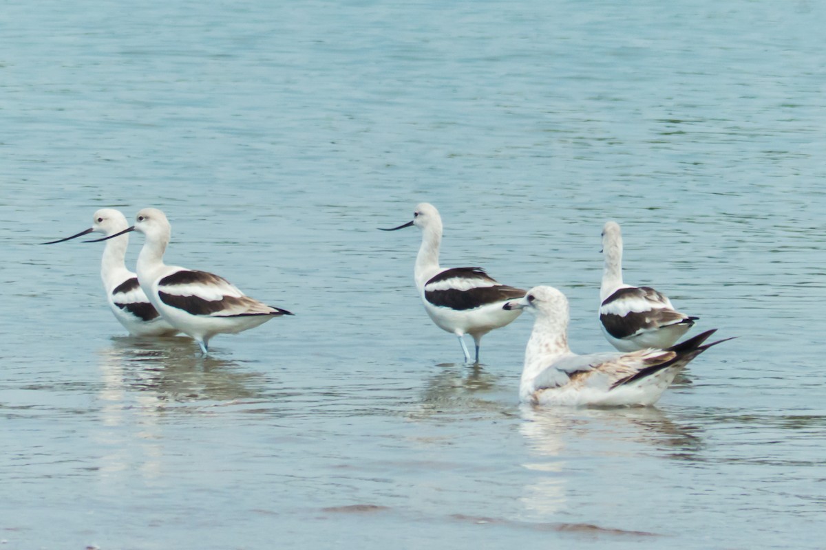 American Avocet - ML312127001