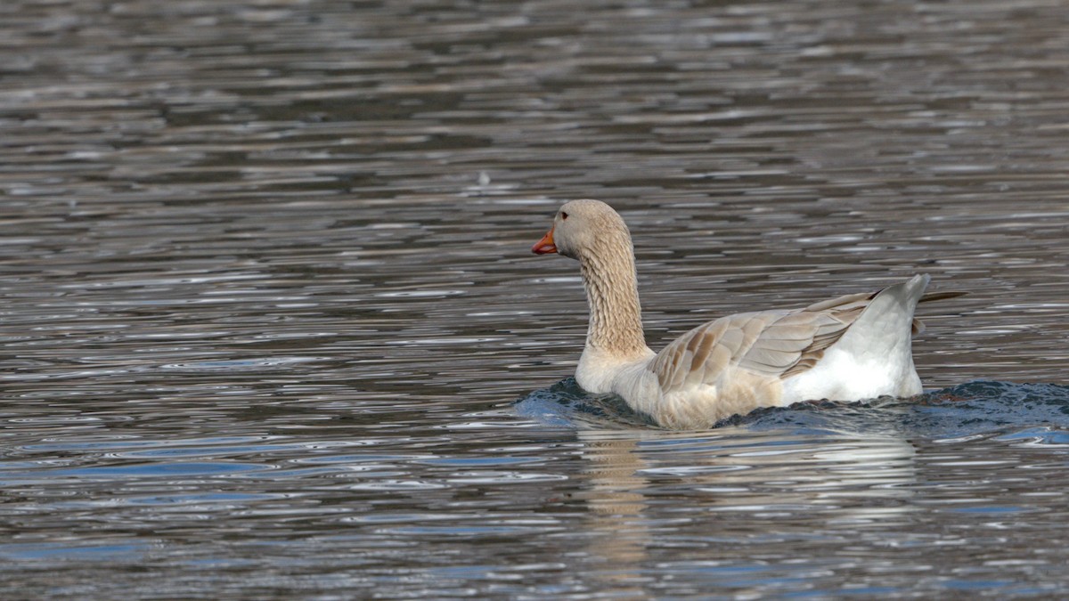 Domestic goose sp. (Domestic type) - ML312128101