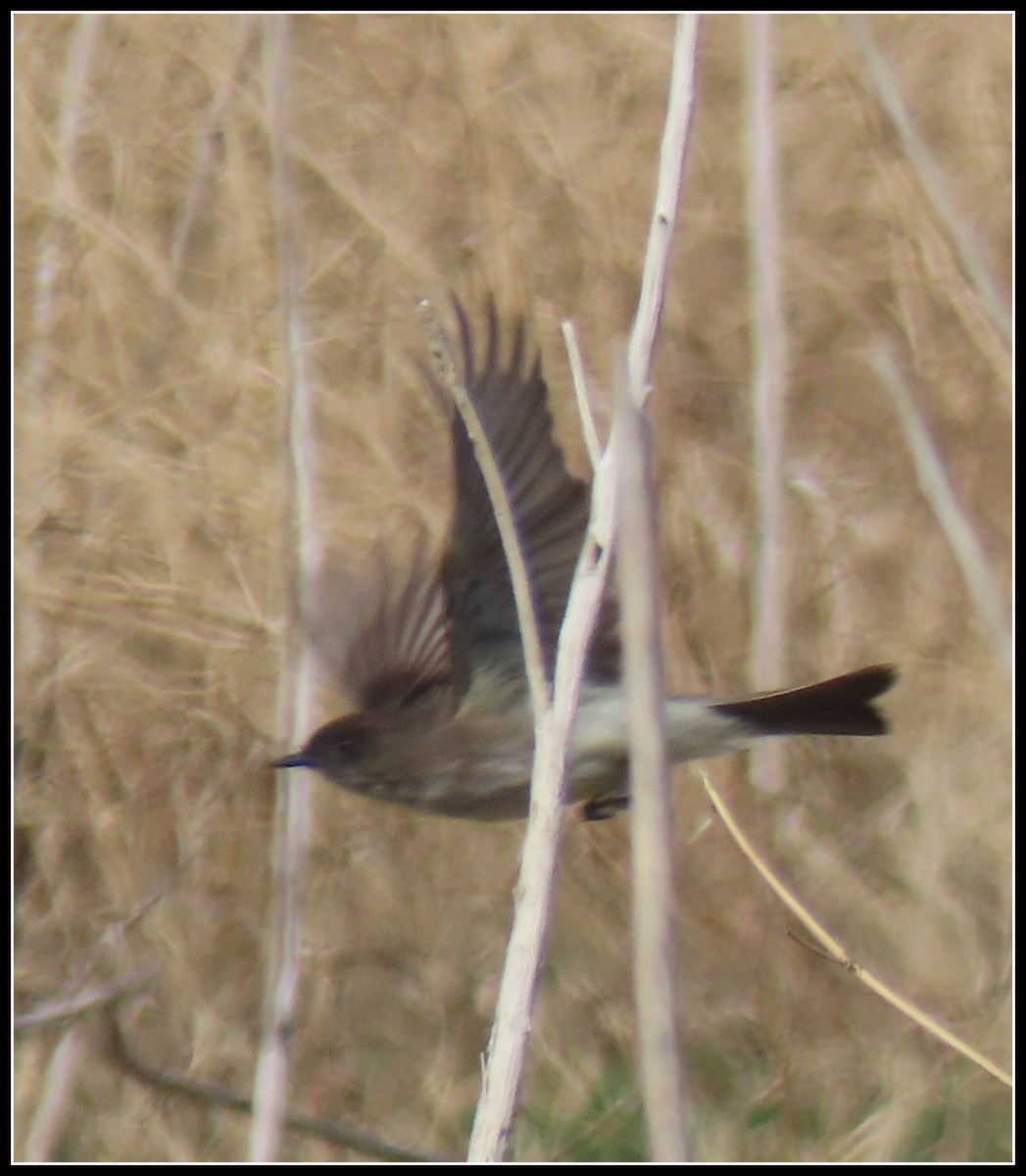 Eastern Phoebe - ML312129511