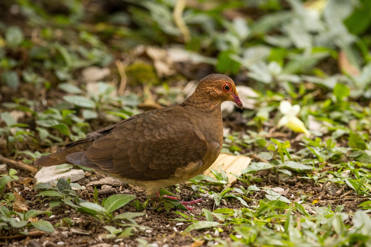 Ruddy Quail-Dove - ML312130531