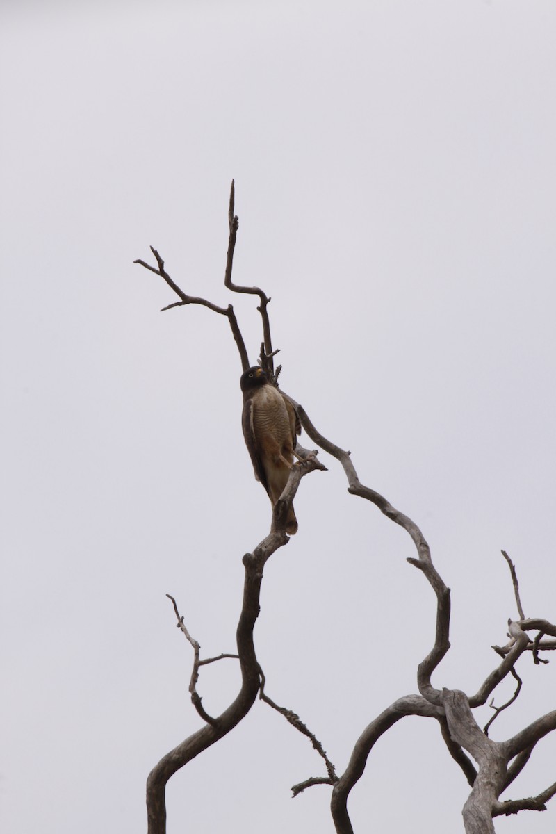 Roadside Hawk - ML31213471