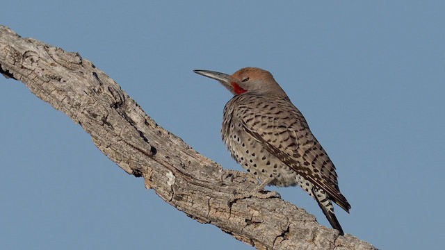 Carpintero Californiano - ML312134941