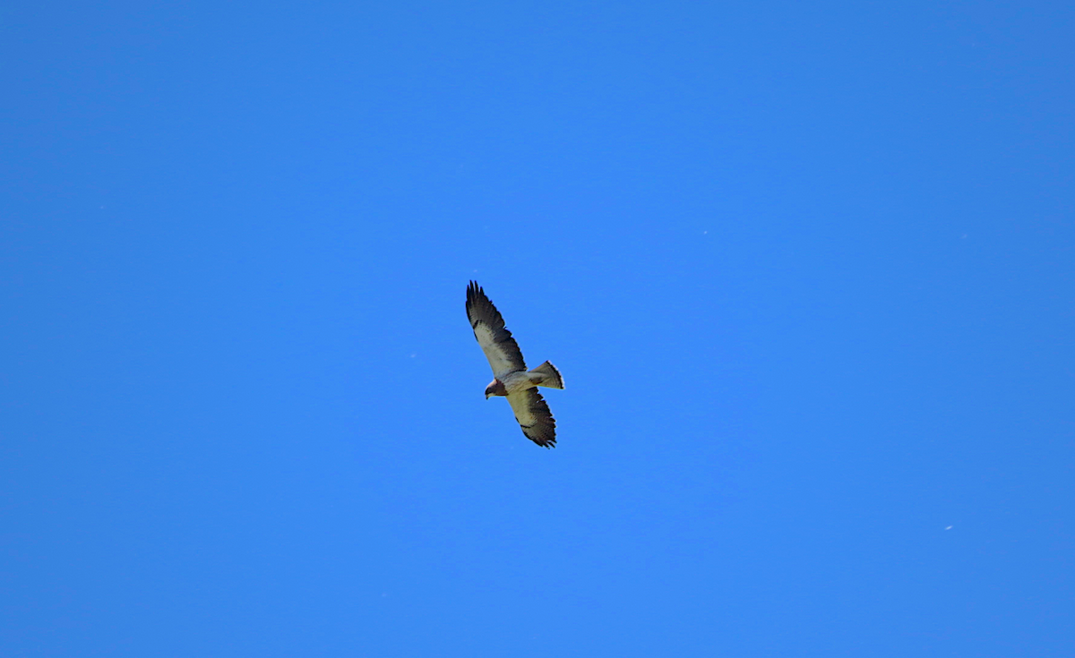 Swainson's Hawk - ML31213761