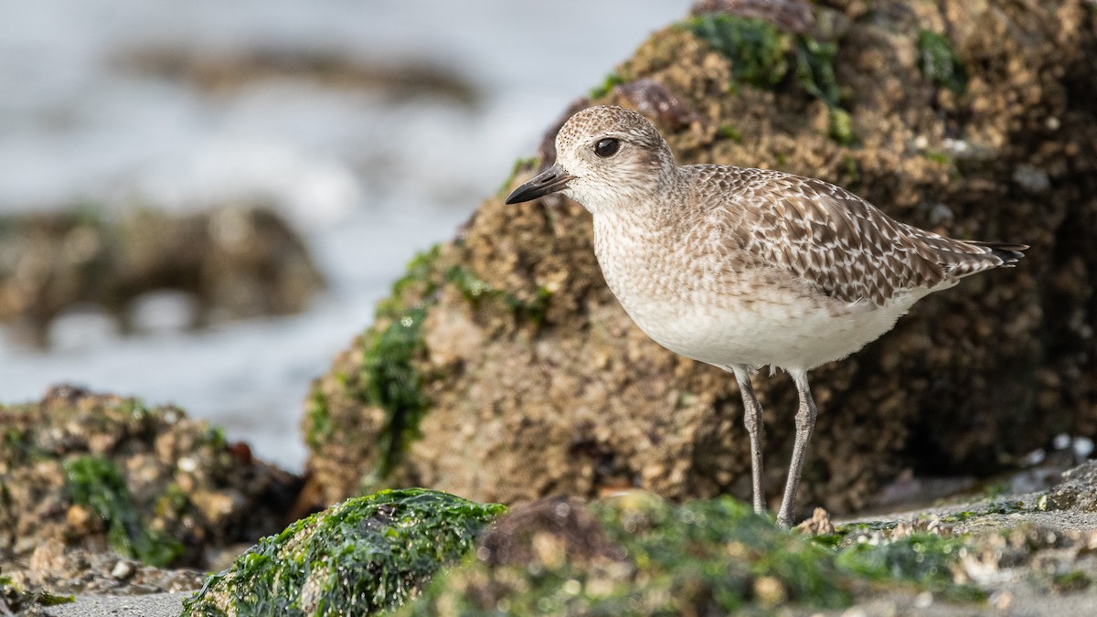 Black-bellied Plover - ML312138611