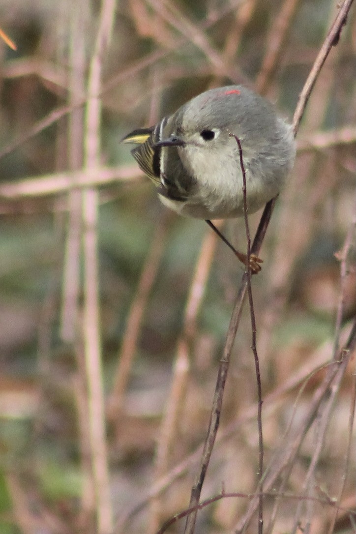 Ruby-crowned Kinglet - ML312139061